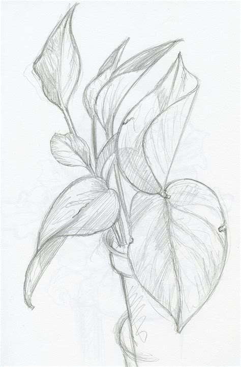 Pencil Sketch Plants By Phebron On Deviantart