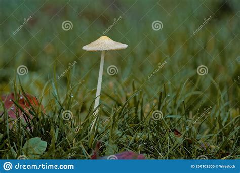 White Mushroom Growing In Green Wet Grasses Stock Image Image Of