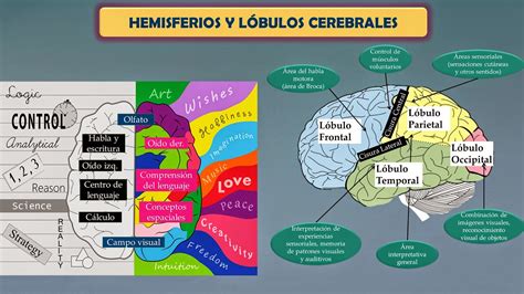 Fisiología Básica Gabriel Olmeda Hemisferios Cerebrales