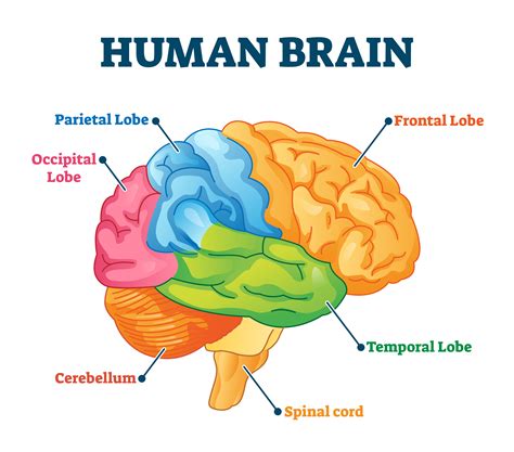 3 Main Parts Of The 3 Pound Human Brain Cognifit Blog Brain Health News