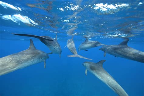 Dolphins Swimming In The Pod Big Blue Collective