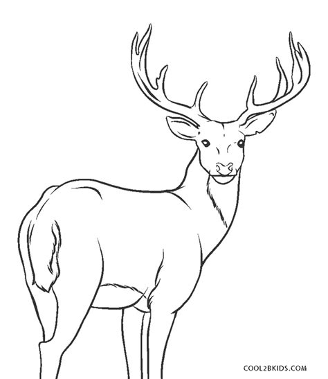 Deer coloring blacktail mule super printable #10558840. Free Printable Reindeer Coloring Pages For Kids
