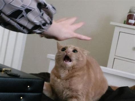 Roundup Of Cursed Cat Images For Those Who Want To Feel Mildly Strange