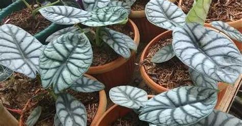 Keladi Tengkorak Silver