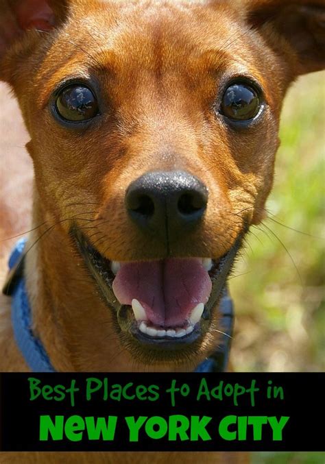 That's why an animal shelter or humane society is a great place to start your search for a pet. If you are looking for the best places to adopt in New ...