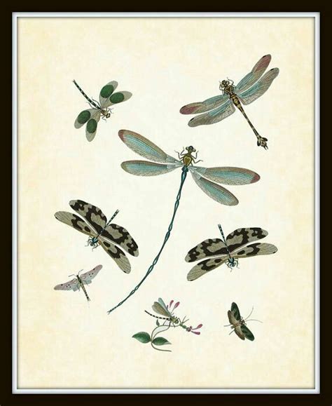 Multiple Dragonflies Vintage Print Vintage Dragonfly Dragonfly Art