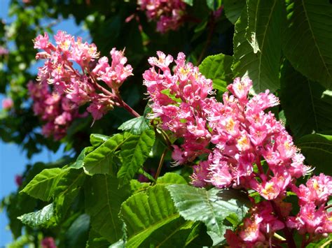 Horse Chestnut Tree Flowers Fables And Flora