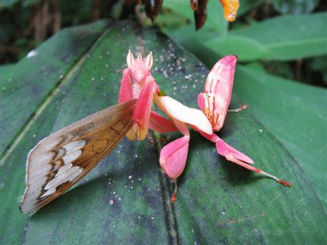 Orchid Mantis Stunning Camouflage Our Breathing Planet