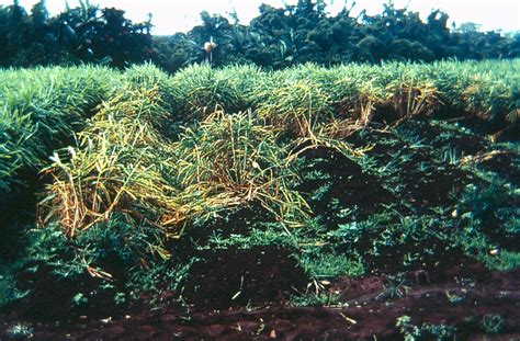 Ginger Diseases And Pests Description Uses Propagation