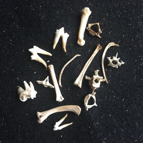 Small Animal Skeletons
