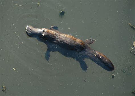 15 Best Known Unique Wild Animals Of Australia