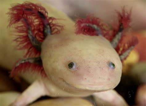 Picture Of The Week The Axolotl