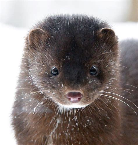 A small animal with valuable fur that is used to make expensive coats, or the fur from this…. Mink Mystery - UPDATE January 19, 2020 - The Wildlife Research Institute