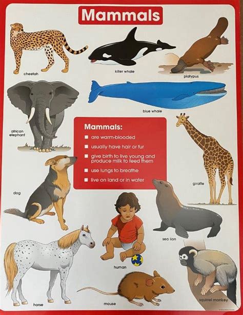 Mammals Chart The Teachers Trunk