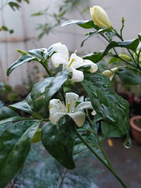 5 Top Ways To Care And Updated Propagation Methods For Orange Jasmine