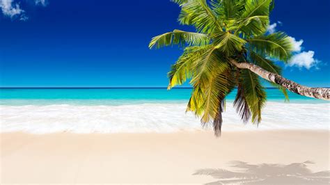 Download coconut tree stock photos. Palm Tree Beaches Wallpapers (76+ images)