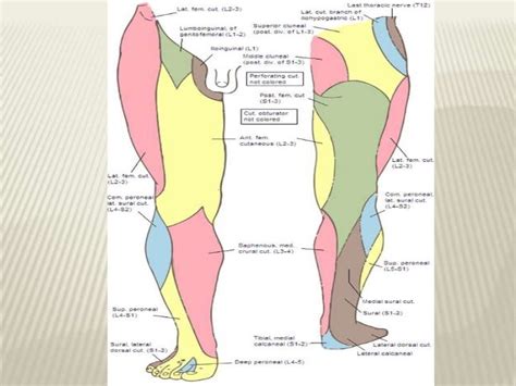 Cutaneous Innervation Of Lower Limb