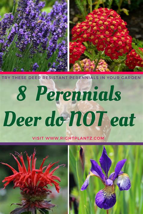 8 Great Perennials Deer Do Not Eat Deer Resistant Perennials Deer