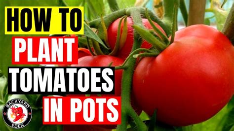 How To Plant Tomatoes In Pots Growing Tomatoes In Pots Youtube