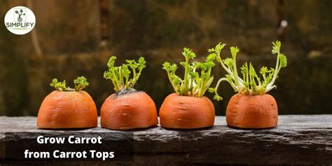How To Grow Carrots From Carrot Tops Simplify Gardening