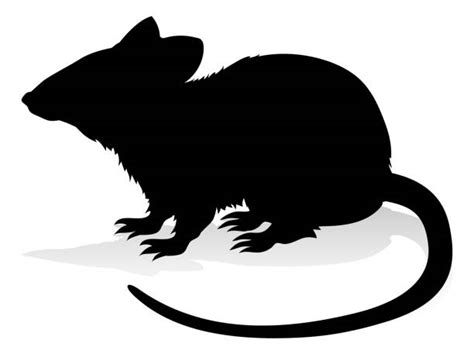 Silhouette Of Black Rat Illustrations Royalty Free Vector Graphics