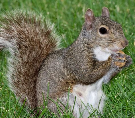 Cute Female Gray Squirrel Eating A Peanut Closeup Stock Photo Image