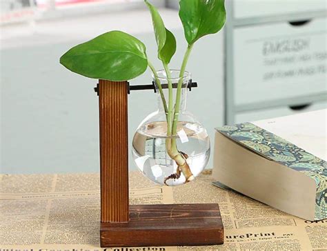 Plants You Can Grow With Just Water In Hydroponic Vase