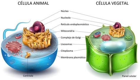 Características De La Célula Vegetal Concepto De Célula
