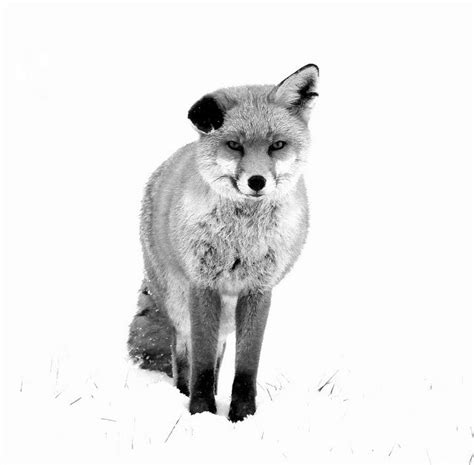 Red Fox In The Snow Animals Black And White Foxes Photography Fox