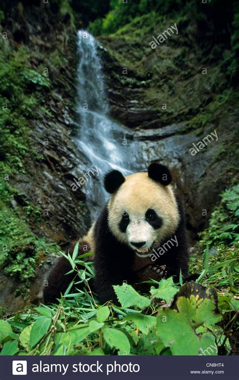 Pin On Pandas Bear