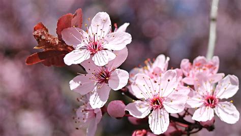 Hd Wallpaper Bokeh Photography Of Pink Cherry Blossom Flowers Almond