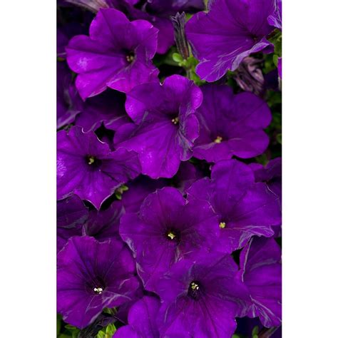 Fairly common along washes at mid and higher elevations of the sonoran desert. Proven Winners Supertunia Royal Velvet (Petunia) Live ...