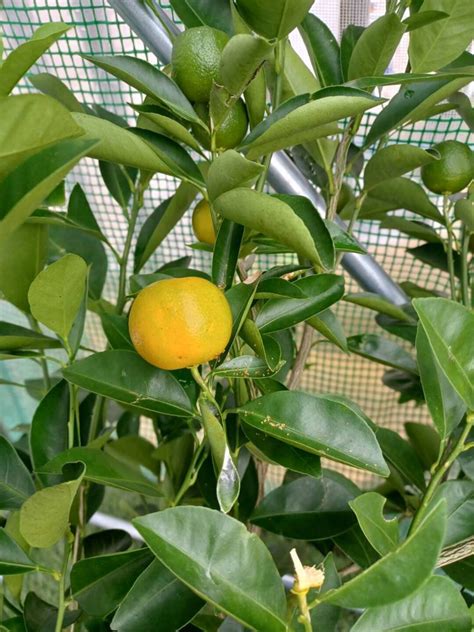Dwarf Calamondin Citrus Tree Seeds 10 Seeds Grow Your Own Etsy