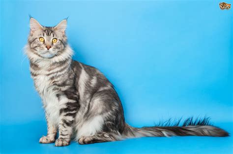 Types of cats and their characteristics: Five popular cat breeds from America | Pets4Homes