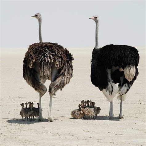 Why Do Ostriches Bury Their Heads In The Sand Africa Explained