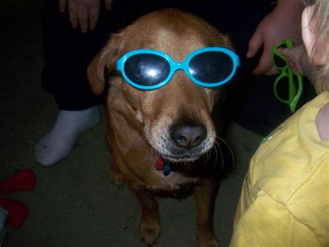 Dogs Wearing Sunglasses 65 Pics