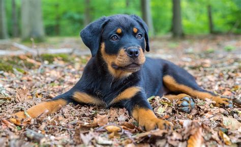 This rottweiler puppy female will come with all details of vaccinations and dewormings to date since 2002 rottweiler spot puppy has been fortunate to be the premier choice for dog lovers to find. How Much To Feed Rottweiler Puppy | 4 Week - 6 Week - 8 week