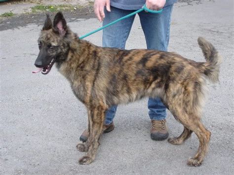 Maybe you would like to learn more about one of these? Greyhound x German Shepherd mix | Dogs!