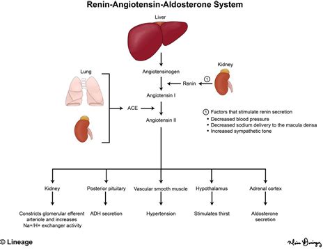 Renin Angiotensin Aldosterone System Renal Medbullets Step 1