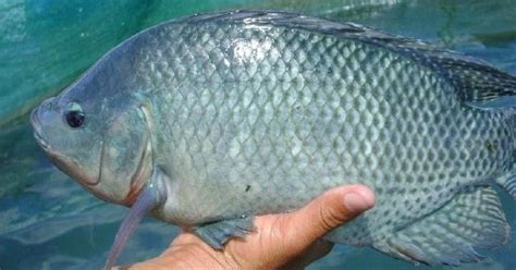Ikan adalah hewan yang bisa dijadikan sebagai komoditas konsumsi dan juga sebagai ikan hias. Budidaya Ikan Mujair di Kolam dan Aquarium serta Jenis ...