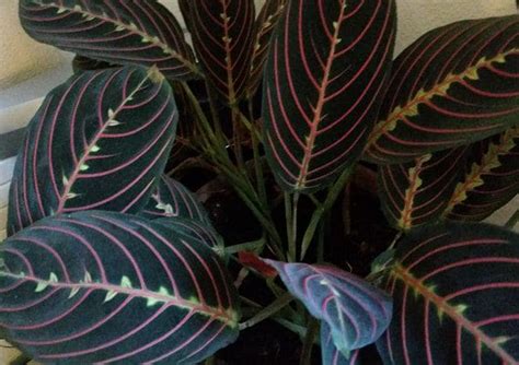Check spelling or type a new query. 15 GORGEOUS Purple Houseplants | Balcony Garden Web