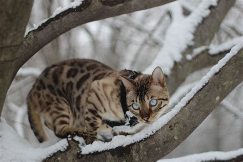 Snow Lynx Bengal Bengals Snowbengal Bengalcat Bengal Cat Cats Bengal