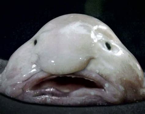 Oct 19, 2016 · blobfish might be a gooey mess out of water, but check out a living one! The 6 Most Bizarre Animals In The World