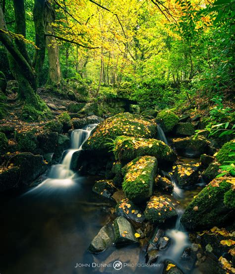 Forest Study In Autumn 5 Beautiful Irish Landscape Photographs By