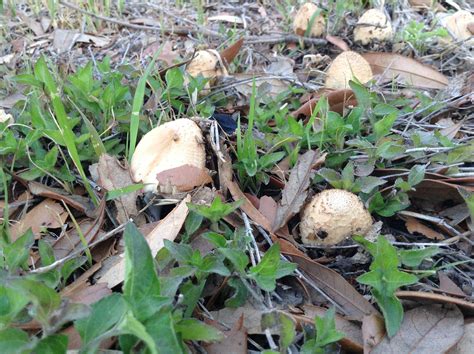 Texas Large Amount Of Mushrooms In Front Yard Mushroom