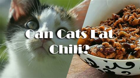 Protein deficiency, in particular, can. can cats eat chili | Pet Consider
