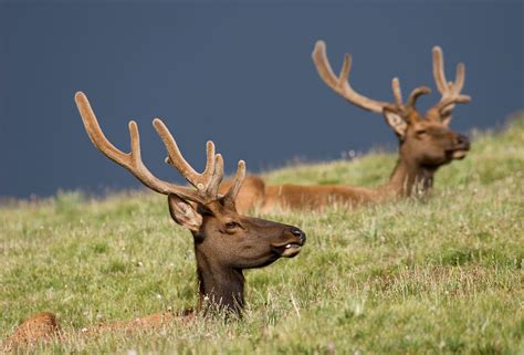 Rocky Mountain Elk By Skyhobo