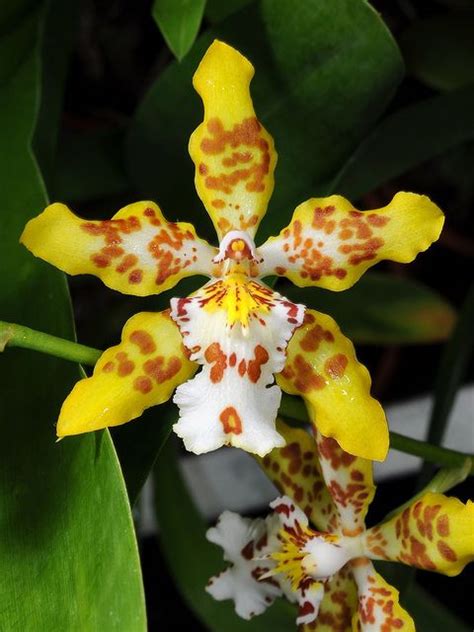 Oncidium X Odontoglossum Hambühren Gold Oncidium Orchids Unusual