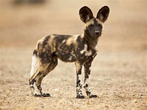 African Painted Dog Puppies African Wild Dog Facts Animal Facts