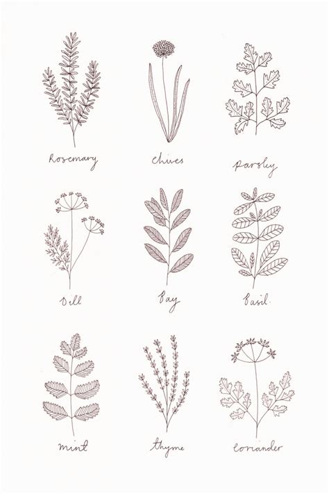 Herb Illustration By Ryn Frank Uk These Botanical Illustrations Are So